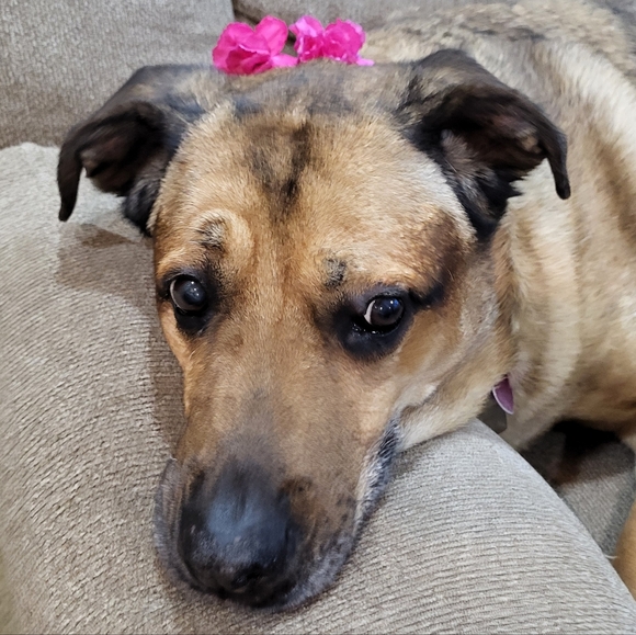 Meet the Posher Other - PLSreadBEFOREbuying!